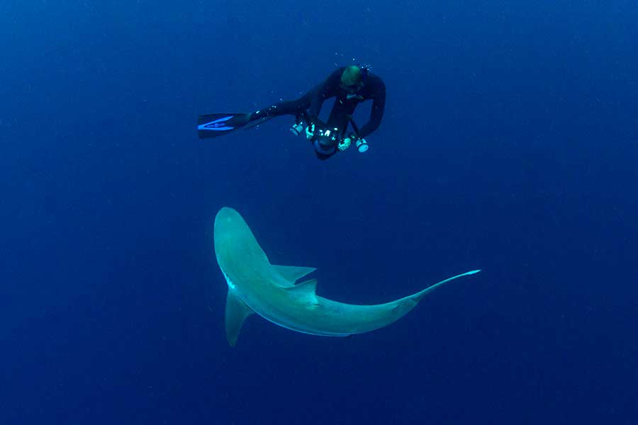 Underwater photographer, Anthony Grote, photographs a shark while on the Sardine Run